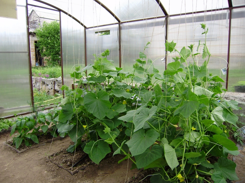 Растения в теплице Растения в теплице