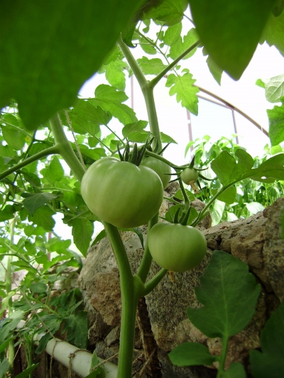 Растения в теплице