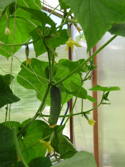 Растения в теплице